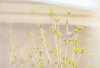 ​物以稀为贵造句,用物以稀为贵怎么造句