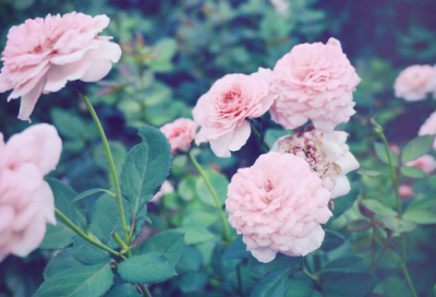 ​书呆子造句,用书呆子怎么造句