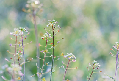 ​戴造句,用戴怎么造句