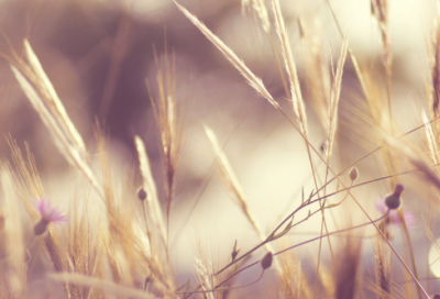 ​尺有所短造句,用尺有所短怎么造句