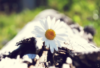 ​一窝端造句,用一窝端怎么造句