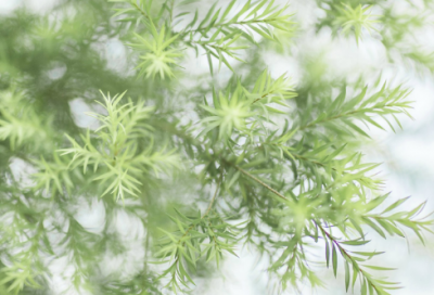 ​适得其反造句,用适得其反怎么造句