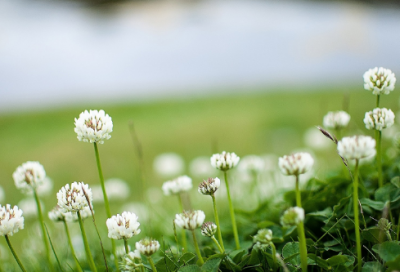 ​漫山遍野造句,用漫山遍野怎么造句