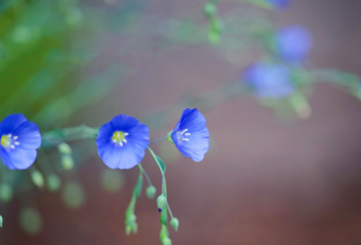 ​刃造句,用刃怎么造句