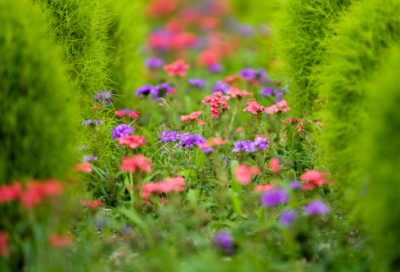 ​彭造句,用彭怎么造句