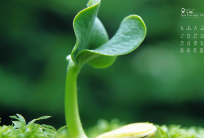 ​凤毛麟角造句,用凤毛麟角怎么造句