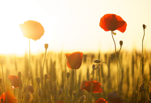 1689124784310713.png image.png