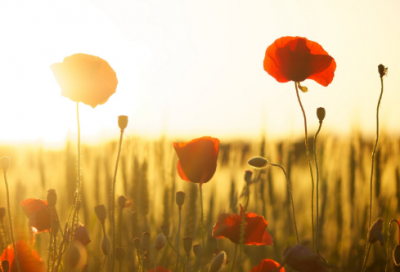 ​冯造句,用冯怎么造句