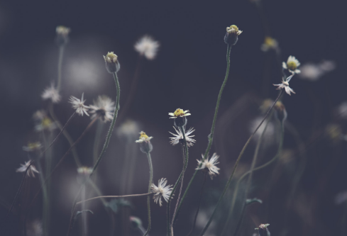 1689126617476168.png image.png