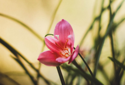 ​傻造句,用傻怎么造句