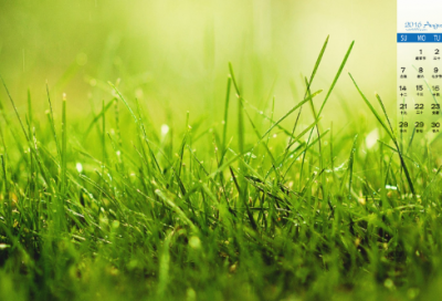 ​引造句,用引怎么造句