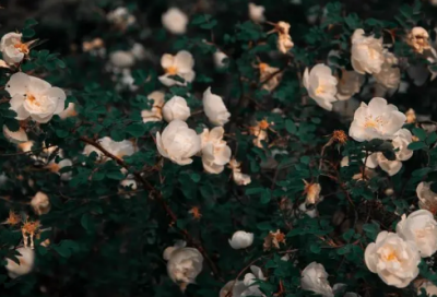 ​损造句,用损怎么造句