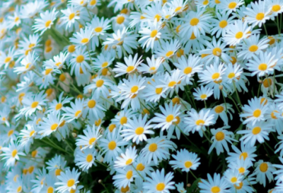 ​开基立业造句,用开基立业怎么造句