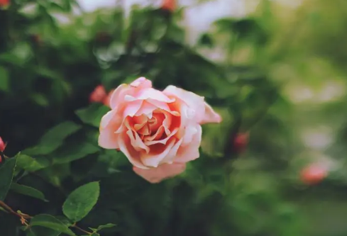 1689134948603289.png image.png