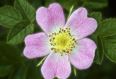 ​凸造句,用凸怎么造句