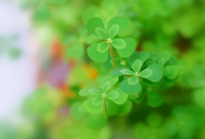 ​讹造句,用讹怎么造句