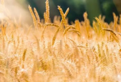 ​拾造句,用拾怎么造句