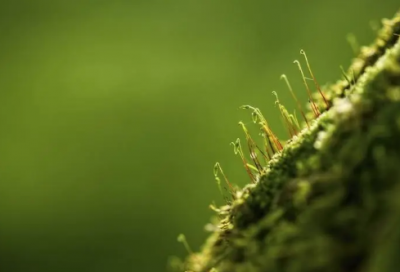 ​祷造句,用祷怎么造句