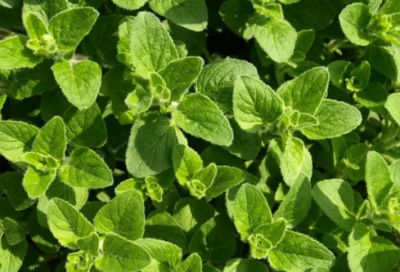 ​身在曹营心在汉造句,用身在曹营心在汉怎么造句