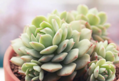 ​并且在造句,用并且在怎么造句