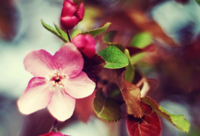 ​肖造句,用肖怎么造句