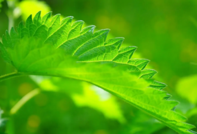 ​妙造句,用妙怎么造句