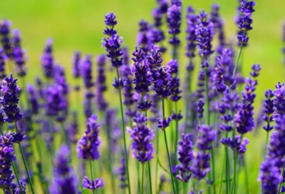 ​阿堵物造句,用阿堵物怎么造句