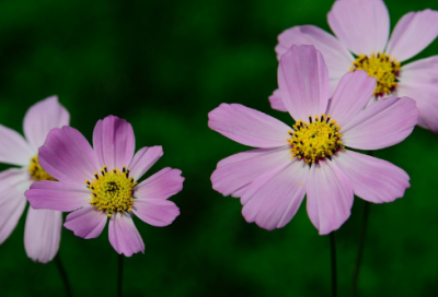 ​有意境文艺范的网名(精选499个)