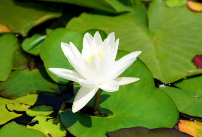 ​最撩人的网名甜到炸的网名(优选515个)