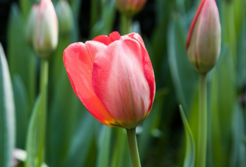 1690289608416740.png image.png