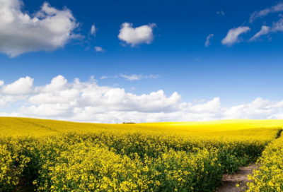 ​单身狗想脱单求爱的网名(514个)