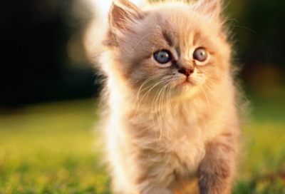 ​感觉很可爱的网名(503个)