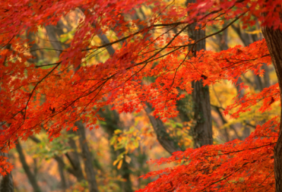 ​好看又低调的情侣名字(优选159个)