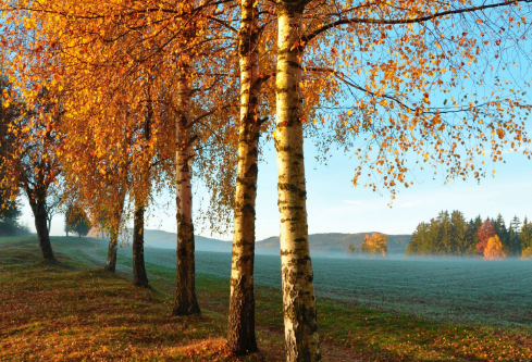 1690630005205135.png image.png