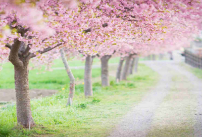 ​好听的微博情侣名字(共89个)