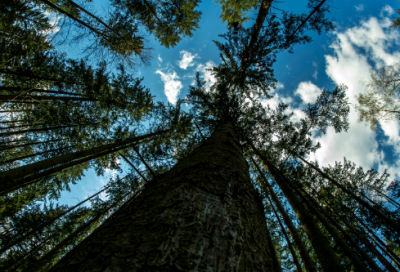 ​我的世界好听的情侣名字(优选130个)