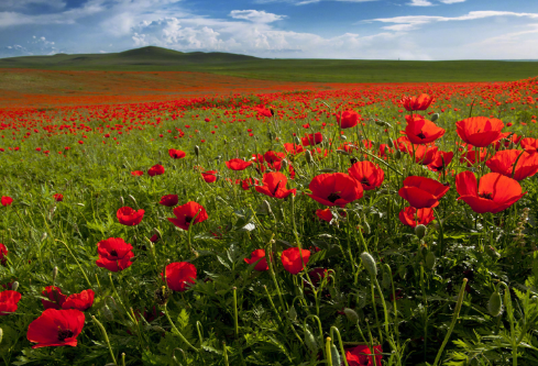 1690660462666563.png image.png