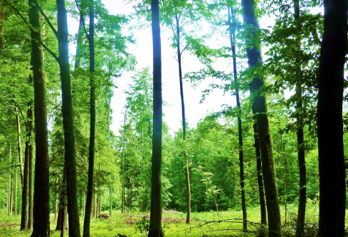 1690687277801286.png image.png