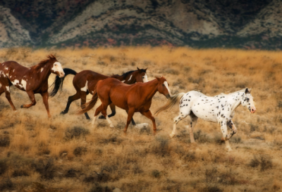 ​天龙八部手游古风情侣名字(精选104个)