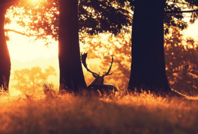 ​日系风格搞笑情侣网名大全(共94个)