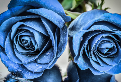 ​观察向日葵的作文300字