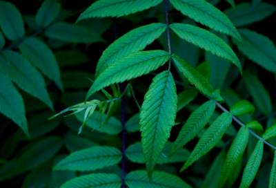 ​纸船和风筝教学反思