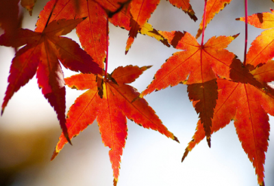 ​云雀的心愿教学反思