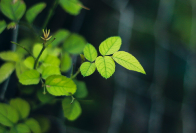 ​最新小学科学教学反思三篇