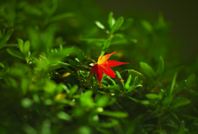 ​有关写保护动物的作文范文