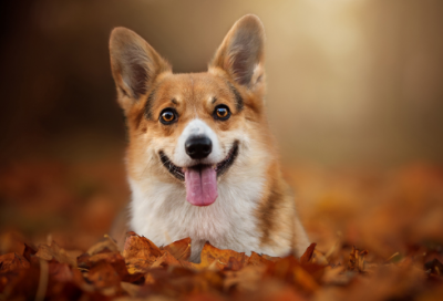 ​《三国演义》读后心得600字精选三篇