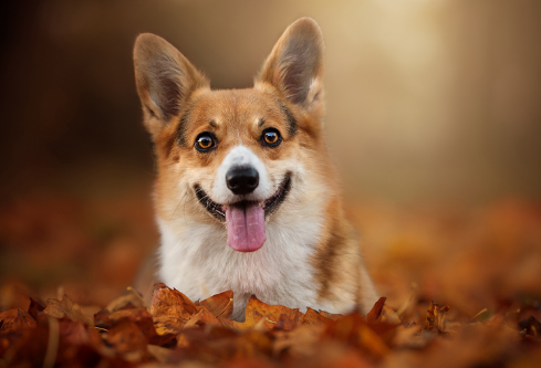 1691418122585753.png image.png