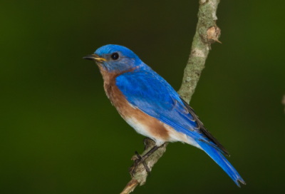 ​杜鲁门主义和马歇尔计划预示着生命目的