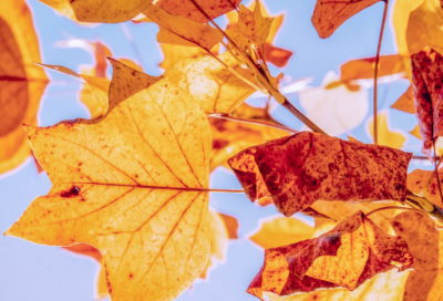 ​高中话题作文“沟通”范文