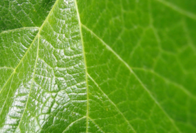 ​新年第一天作文范文